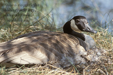 Canada goose on nest