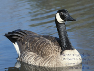 Canada goose