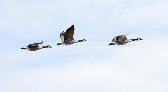 Canada geese in flight