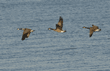 Canada geese flying over Lake Erie