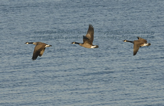 Canada geese flying over Lake Erie