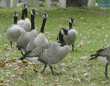 group of Canada geese walking