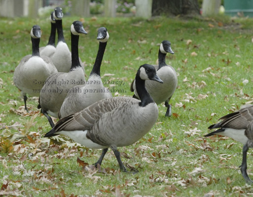 group of Canada geese walking