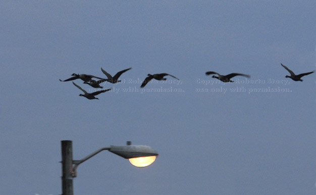 Canada geese, early in the morning