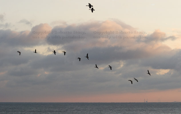 Canada geese over Lake Erie at dawn