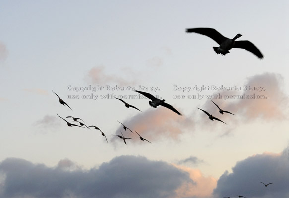 Canada geese in flight at dawn