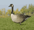 Canada goose standing on grass