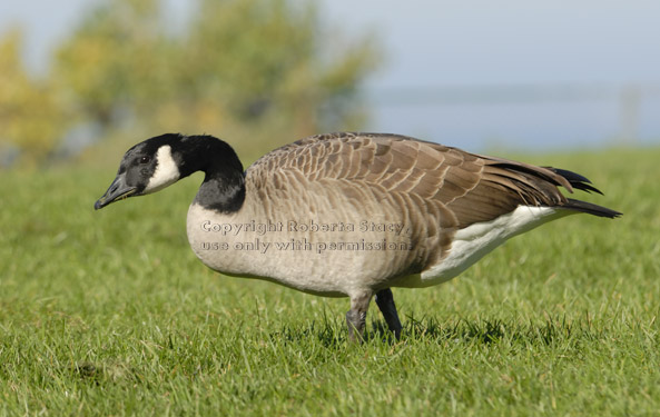 Canada goose walking on grass