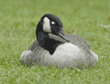 Canada goose with eye closed