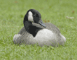 Canada goose with eye open