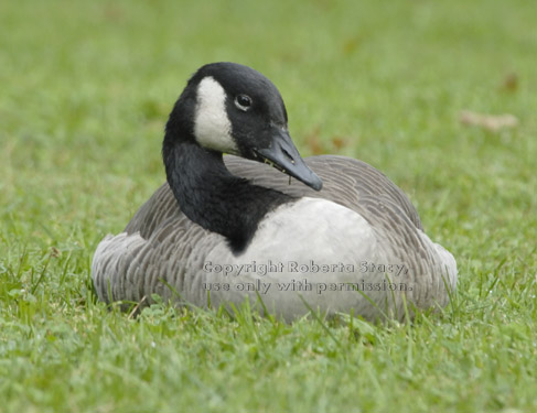 Canada goose with eye open