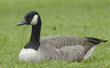 Canada goose on grass