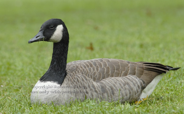 Canada goose on grass