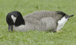 Canada goose eating grass