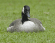 Canada goose resting on grass