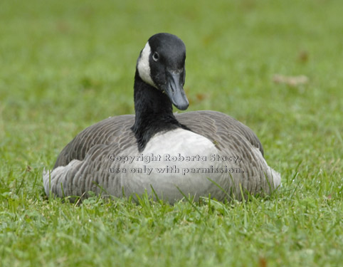 Canada goose resting on grass