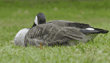 Canada goose with bill in feathers