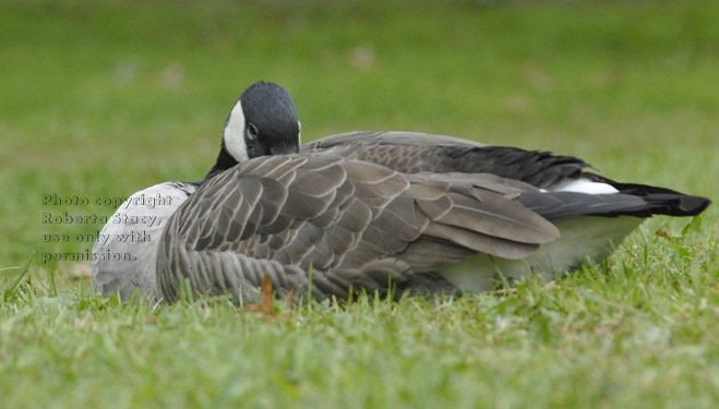 Canada goose with bill in feathers