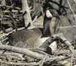 Canada goose resting on island