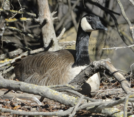 Canada goose resting on island