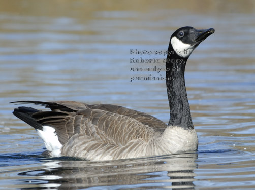 Canada goose swimming in nature pond