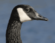 Canada goose, close-up head shot