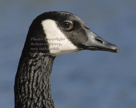 Canada goose, close-up head shot