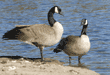 two standing Canada geese