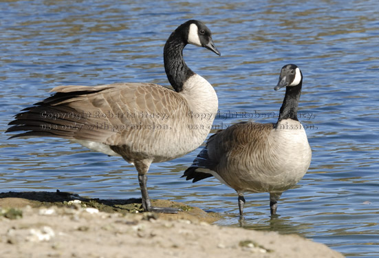 two standing Canada geese