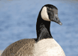 Canada goose close up