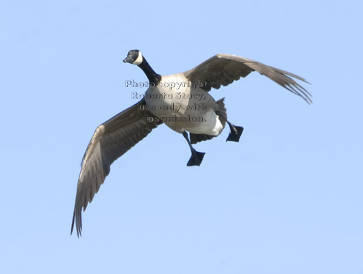 flying Canada goose coming in for a landing