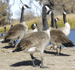 group of Canada geese on shore of nature pond