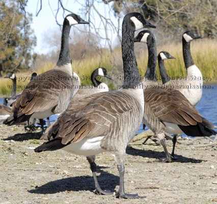 group of Canada geese on shore of nature pond