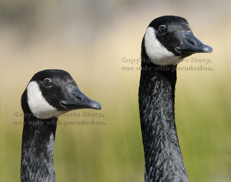 head shot of two Canada geese