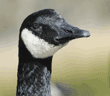 head shot of Canada goose