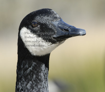 head shot of Canada goose