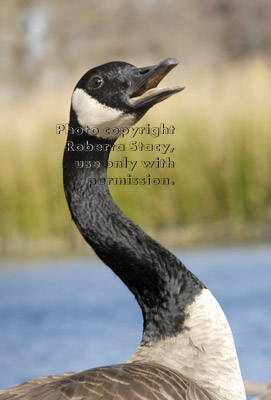 open-mouthed Canada goose