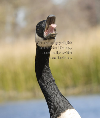 Canada goose with mouth wide open