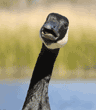 Canada goose with open mouth