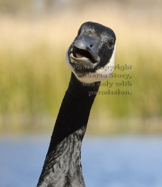 Canada goose with open mouth