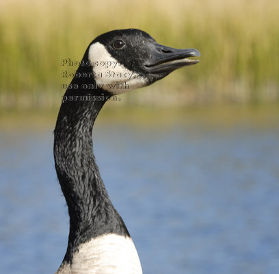 Canada goose