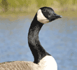 Canada goose looking up