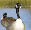 Canada goose with wide-open mouth