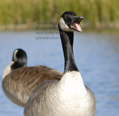 Canada goose with wide-open mouth