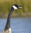 hissing Canada goose