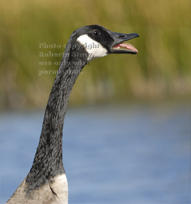 hissing Canada goose