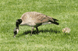 Canada goose and its gosling looking for food