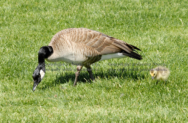 Canada goose and its gosling looking for food