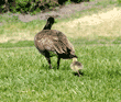 Canada goose gosling following its parent through the grass