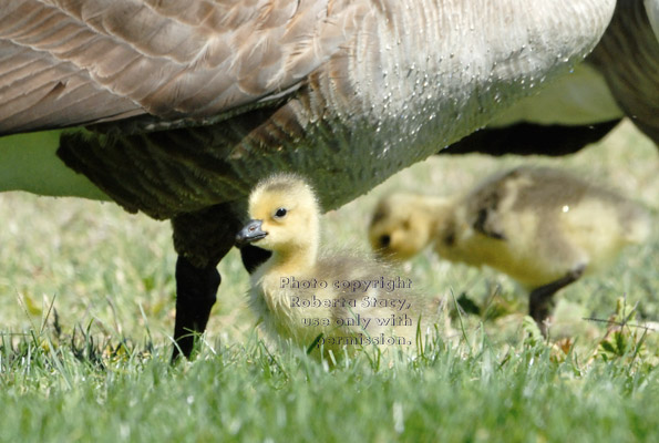 two Canada goose goslings standing under their parent